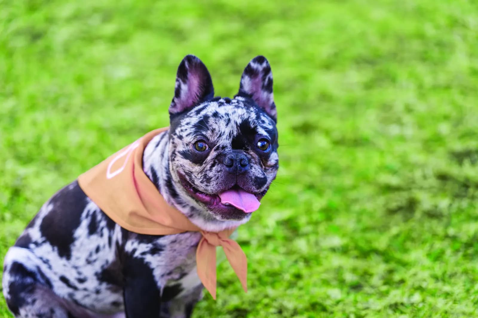 A French bulldog in a bandana sitting on the community lawn