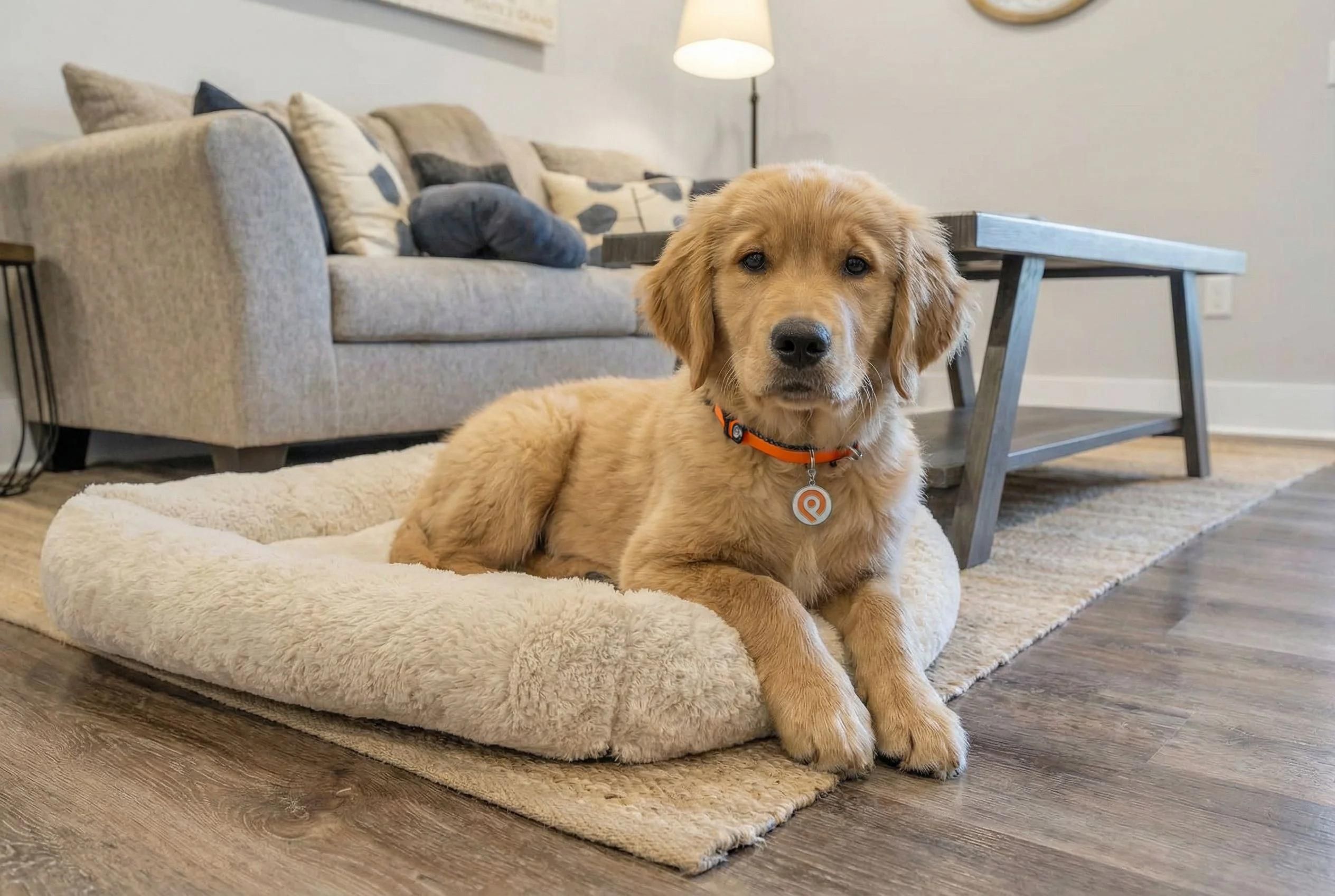 Golden retriever puppy lying on a soft dog bed in a cozy living room with a couch and coffee table.