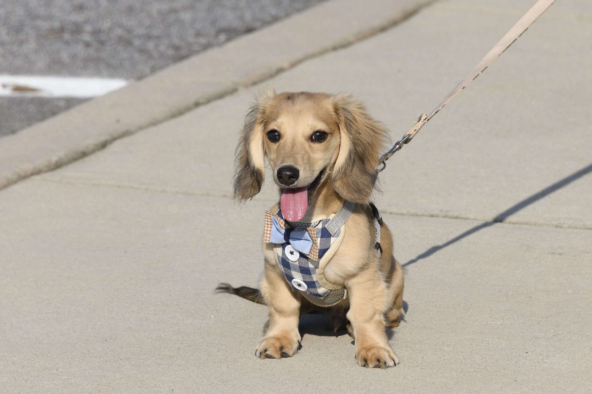 A small tan dachshund wearing a blue harness sits on a sidewalk with its tongue out.